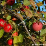 Harvest Already? Apples are ready in Southern Wisconsin Harvest Already? Apples are ready in Southern Wisconsin