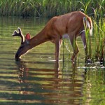 Wisconsin residents asked to count deer