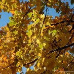 Wisconsin’s Fall Color is at its Peak!