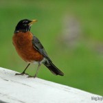 Great pictures of nesting baby robins Great pictures of nesting baby robins