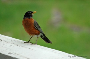Baby robins feeding searching for worms wausau