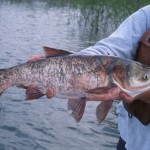 Evidence of Asian Carp found in Wisconsin Waters
