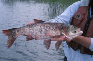 carp_bighead_adult_hr Adult Bighead Carp Fish Identification Asian